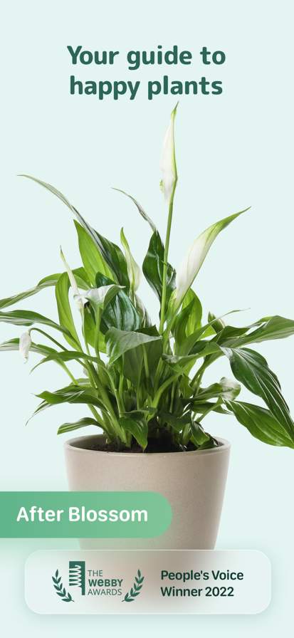 Blossom - Plant Care Guide
